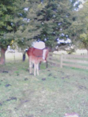 my mare freedom and her foal daybreak