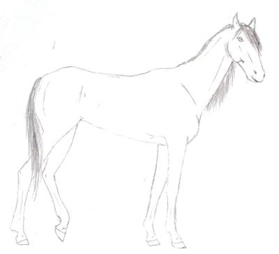 Akhal Teke?