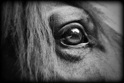 The Horse
