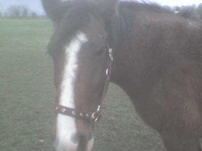 blaze aka lap of honour
