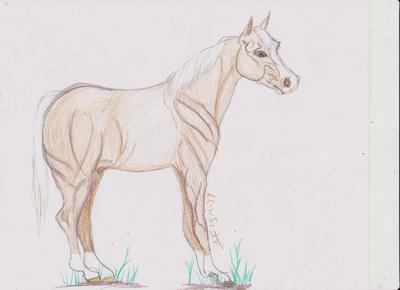 Palomino Stallion / colt 