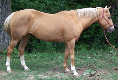 This is Cedar