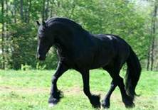 It took all the strength I had. But I did it; I galloped for three steps. Then fell--