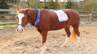 A horse with a slash that says Miss America around her neck and a piece of cloth with an American flag on it draped over the horse's back.