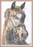 A pencil drawing with color of a bay horse's head with a halter on.