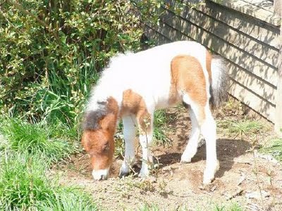 This is a cool pictuer of a baby mini pony