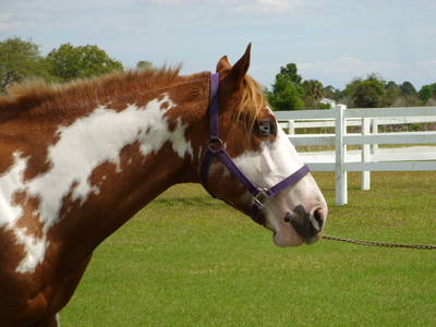 This is BG Top Shelf. You can see his blue eye a little.