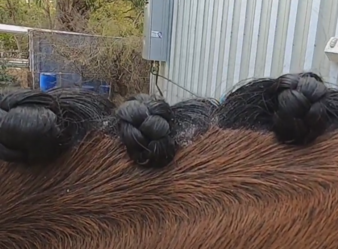 Image from a video on the Nags to Riches Pty Ltd YouTube channel of a horses mane partial plaited in a rosette style
