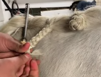 Image from a video on the Royale Equestrian Centre YouTube channel of a horse with a button braid