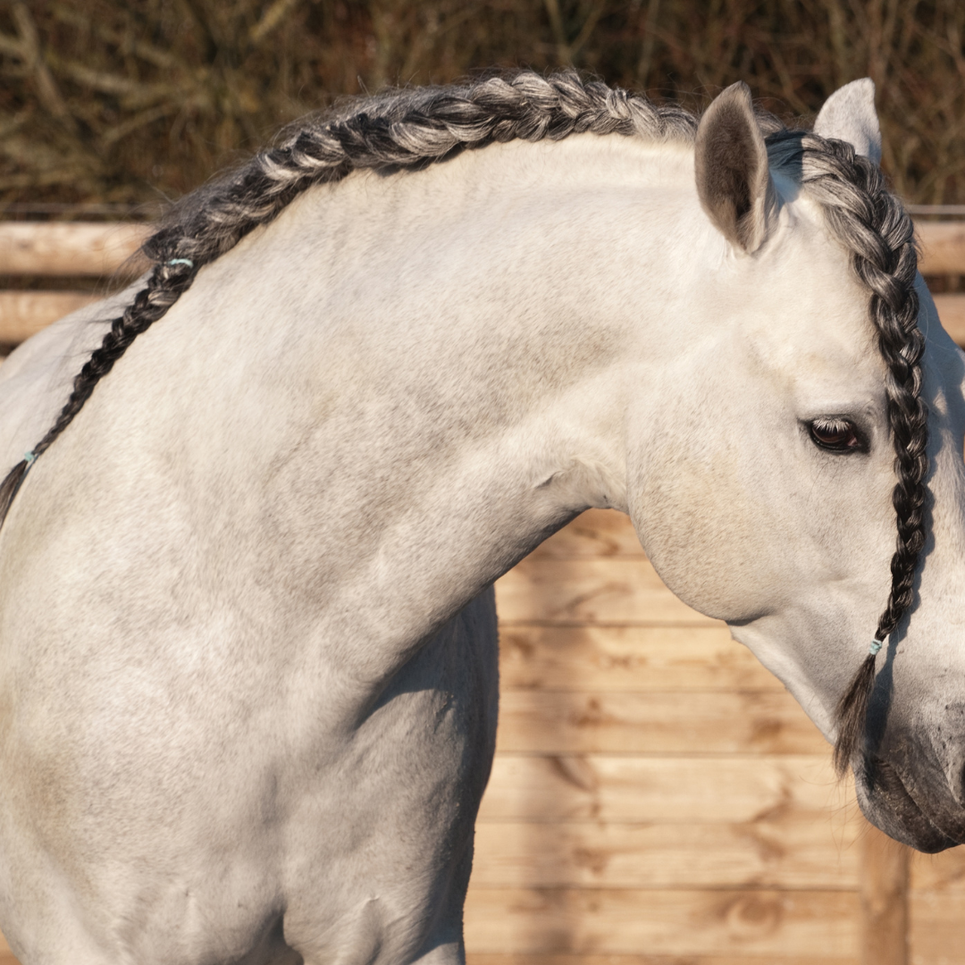 Running braid in horse mane