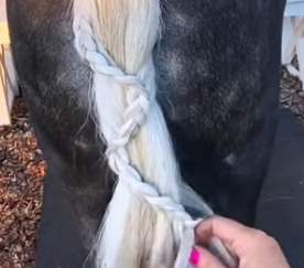 Image from a YouTube video from Roany Pony Farm