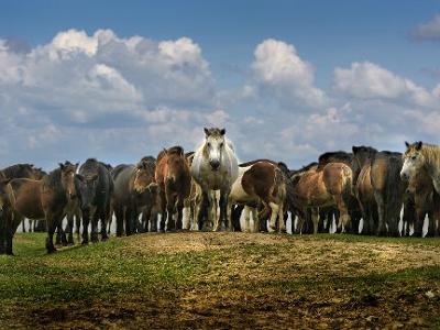 King & Natasha's Herd