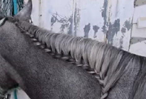 Image from video on ShadeTreeStables YouTube channel of a horse with a running braid in their mane