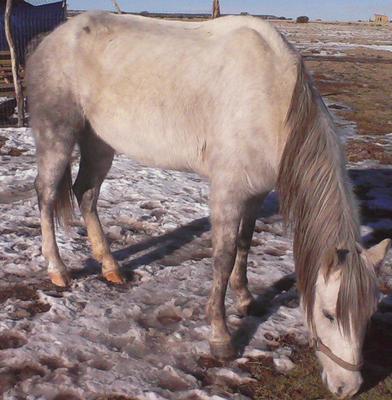 Sophie in 2011 several months after rescue