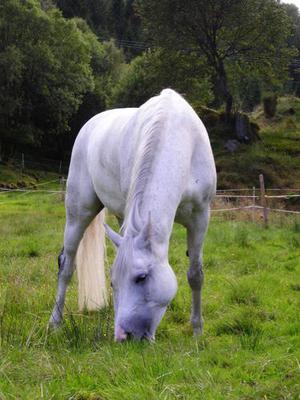 The grey mare