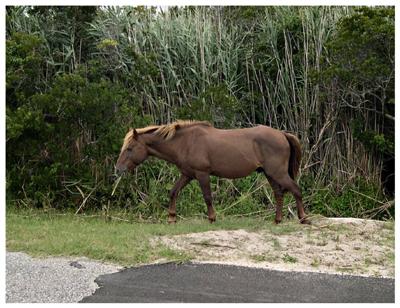 This is the Mare