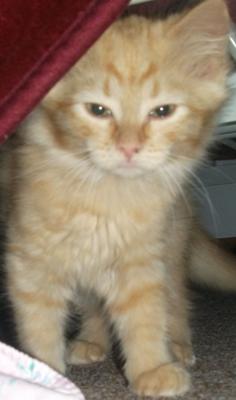 MY ADORABLE KITTY!! Tigger!!