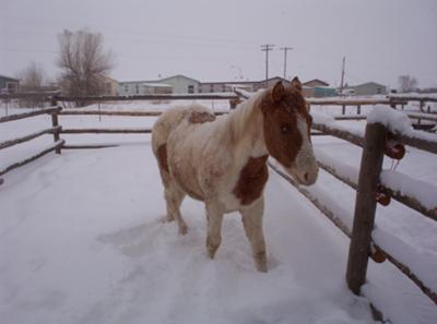 The colt in the snow