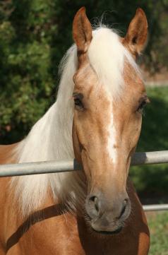 The mare that bit the man