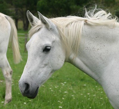 Flicka