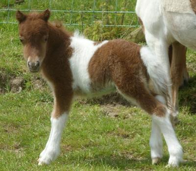 A cute foal
