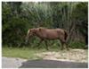 This is the Mare