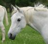 Flicka