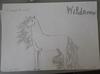 Wilderness the wildest brumby