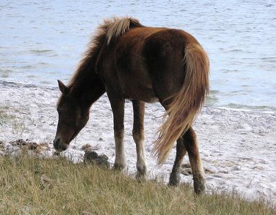 wild island pony
