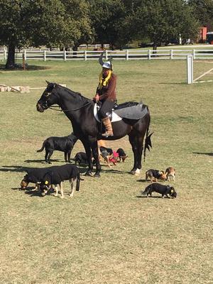 A girl dressed up as a Viking. She is on a horse who is dressed in black. There are several dogs around them that are all dressed in black.