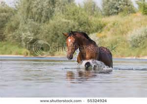 Bella red going in water