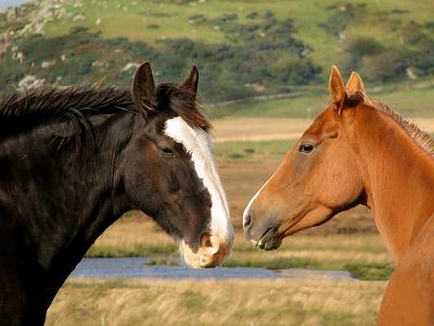 horses free