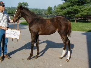 Zenyatta as a foal