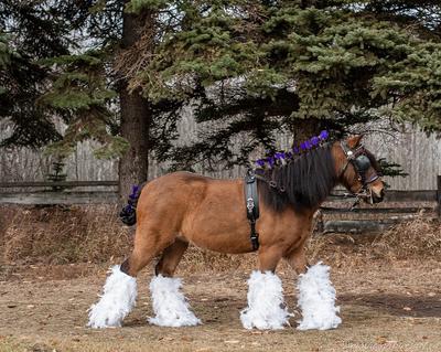A bay horse wearing white feathers on its legs and purple flowers in its mane and tail.