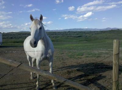 this horse is similar to mine